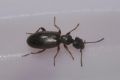 Anthicus niger